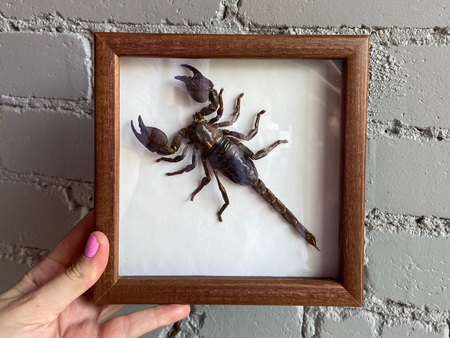 Framed Scorpion