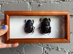 Framed Elephant Dung Beetles
