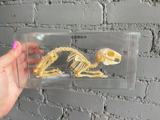 Rabbit Skeleton