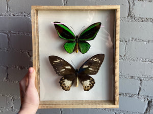 Framed Birdwing Butterflies