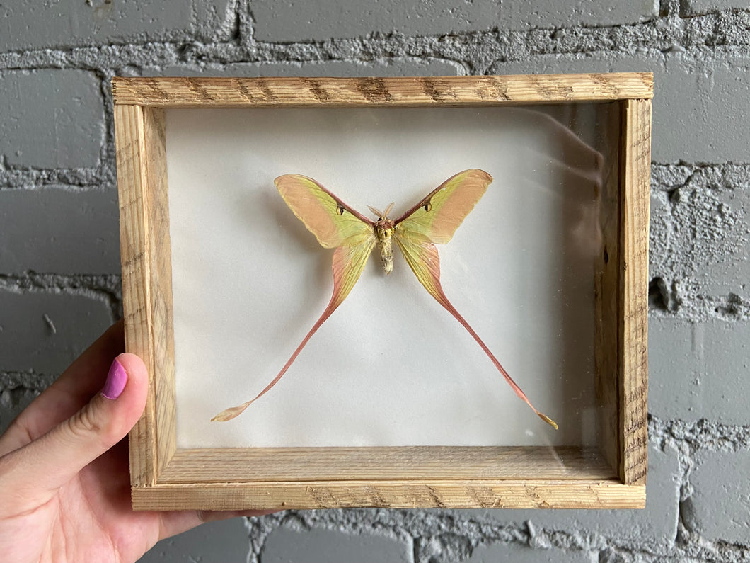Framed Chinese Moon Moth (Female)