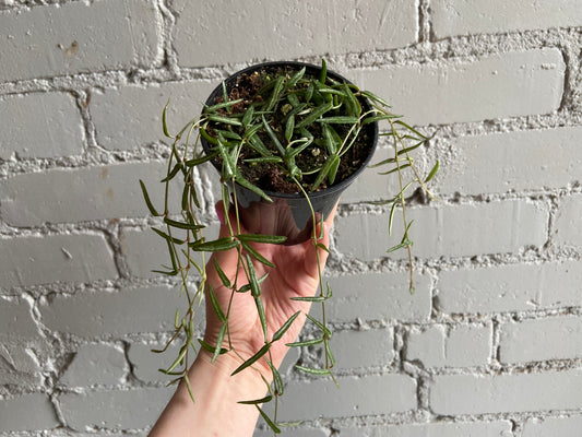 String of Needles