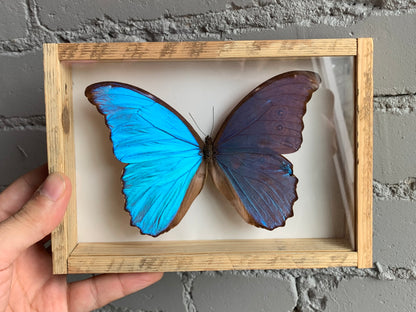 Framed Morpho Butterfly