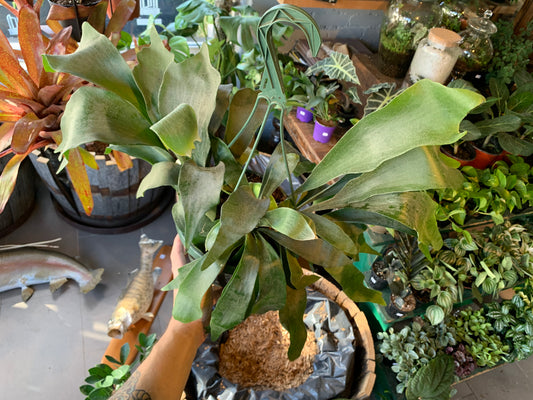 Staghorn Fern 10” Hanging Basket