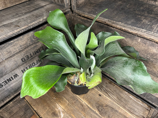 Staghorn Fern 6"