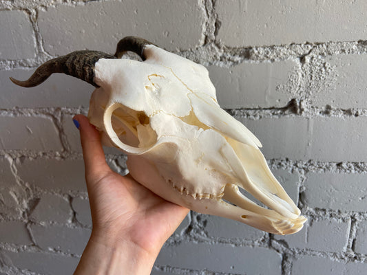 Goat Skull