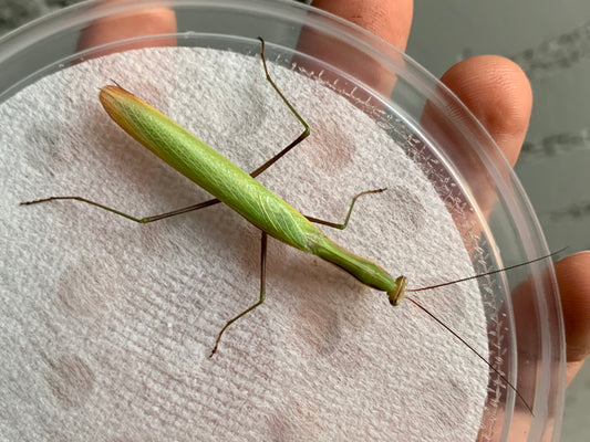 European Praying Mantis (Male)