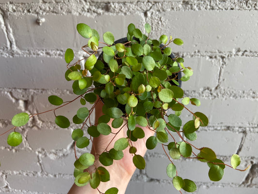 Wire Vine 3.5”