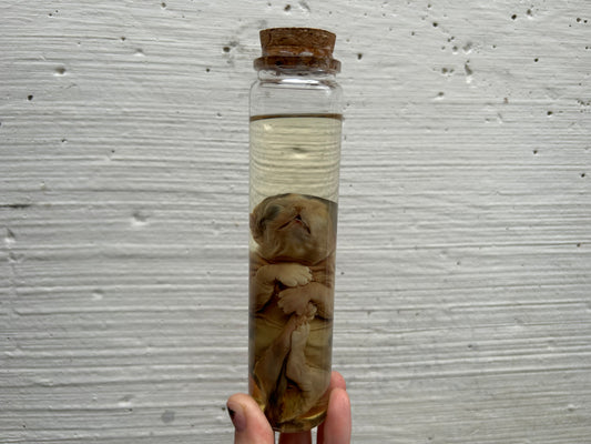 Fetal Persian Cat Wet Specimen