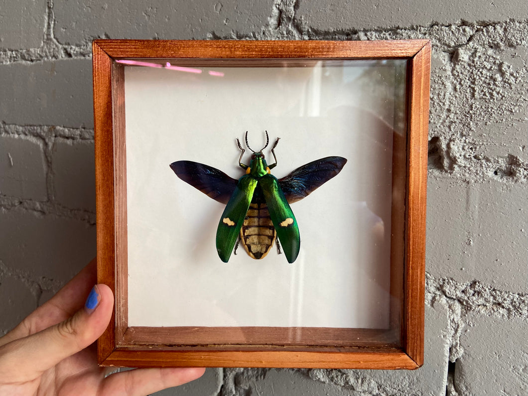 Framed Jewel Beetle