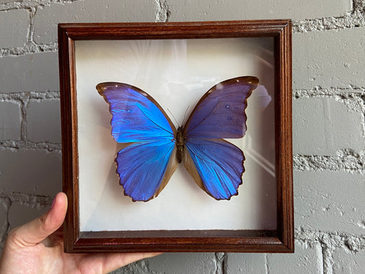 Framed Morpho Butterfly