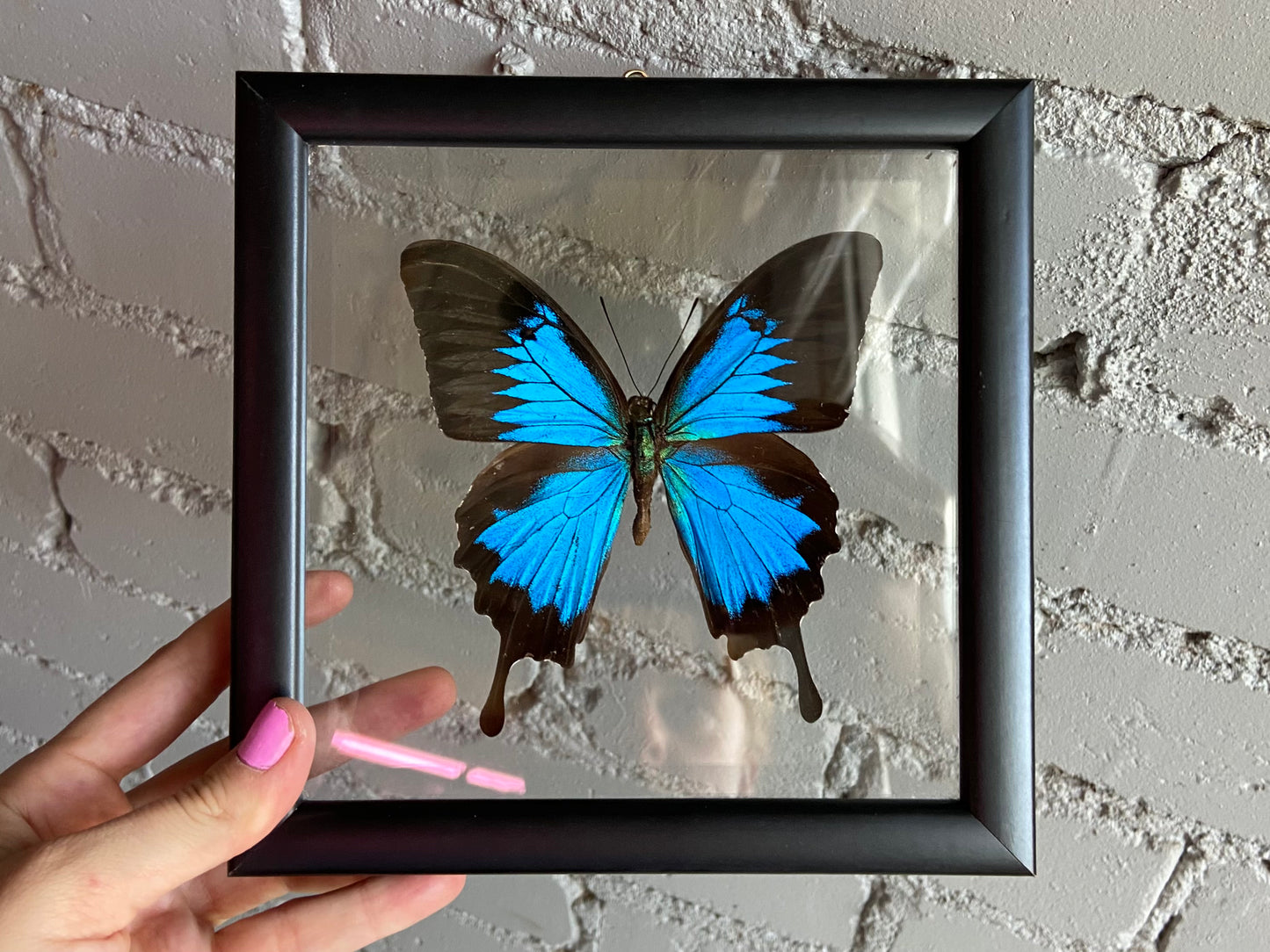 Framed Ulysses Butterfly