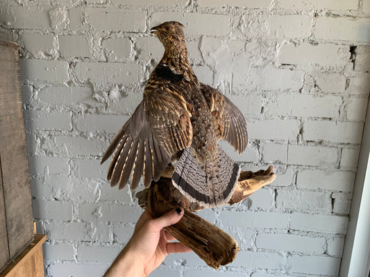 Ruffed Grouse Taxidermy Mount