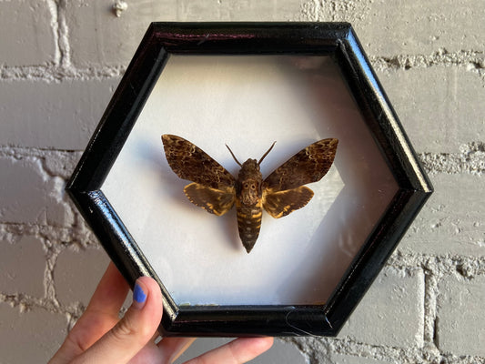 Framed Death’s-Head Hawkmoth