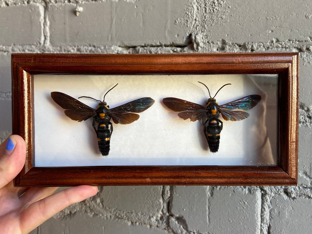 Framed Giant Scoliid Wasps