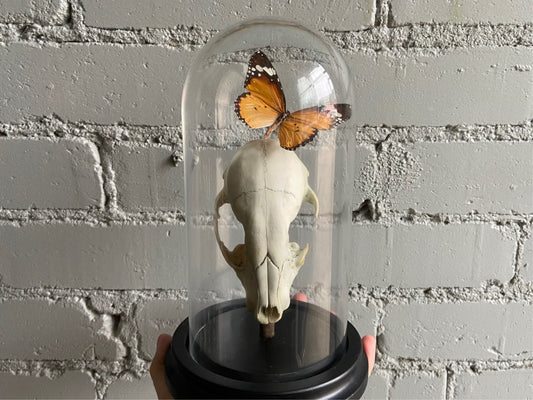 Bell Jar Display - Raccoon Skull