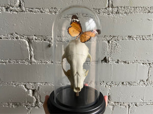 Bell Jar Display - Raccoon Skull