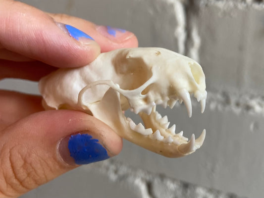 Least Weasel Skull