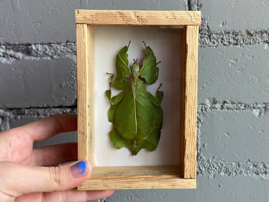 Framed Leaf Insect (Female)