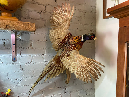 Taxidermy Pheasant