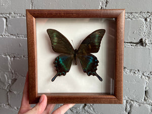 Framed Alpine Black Swallowtail