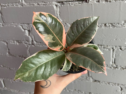 Ficus tineke 3.5”