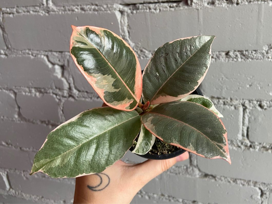 Ficus tineke 3.5”