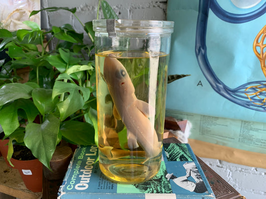 Shark Wet Specimen
