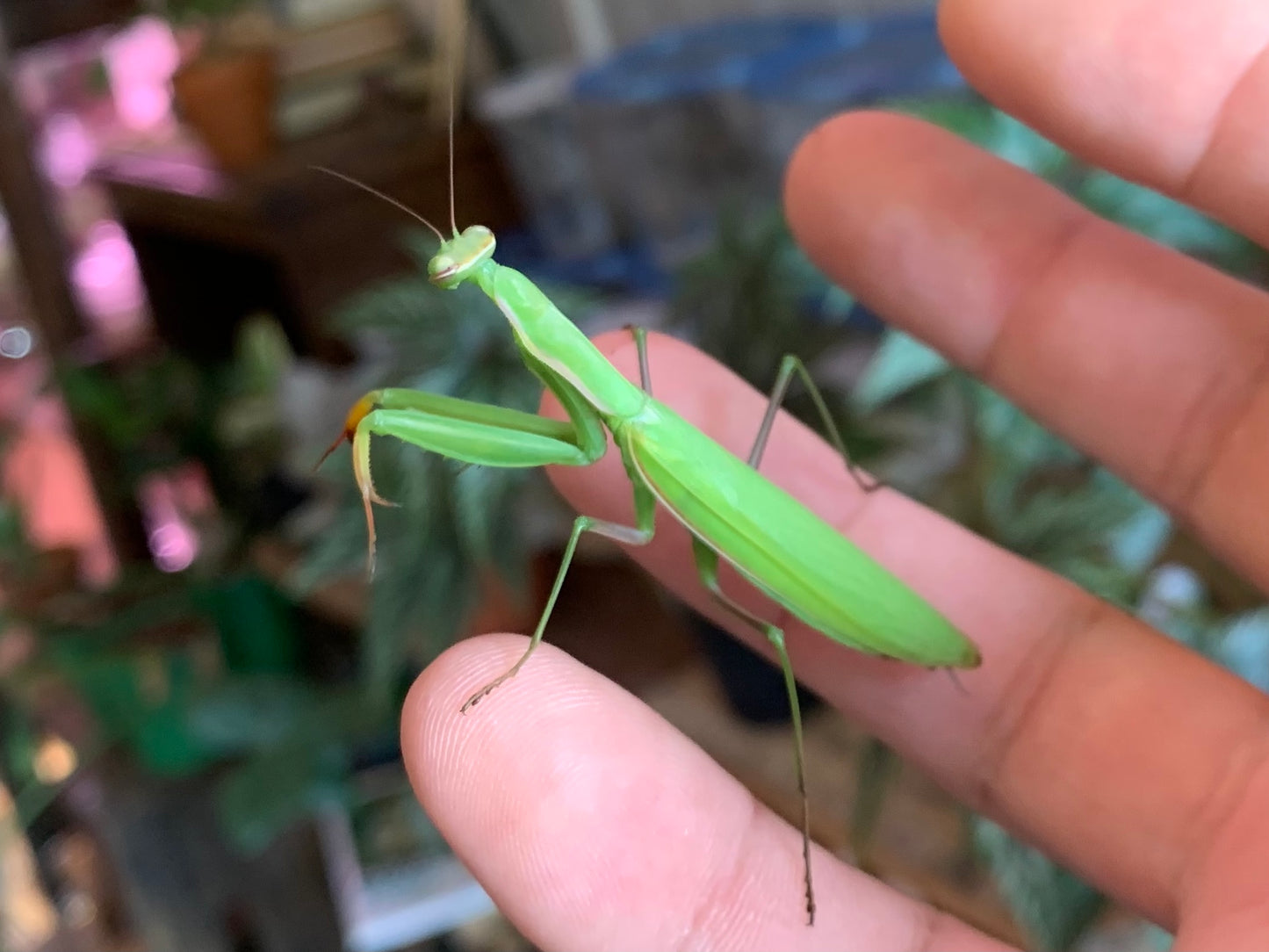 European Praying Mantis (Female)