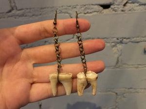 Pig Tooth Earrings