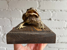 Mummified Toad