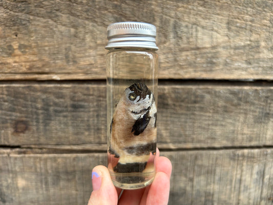 Fish Wet Specimen