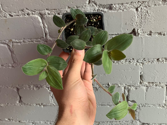 Tradescantia ‘Baby Bunny Bellies’