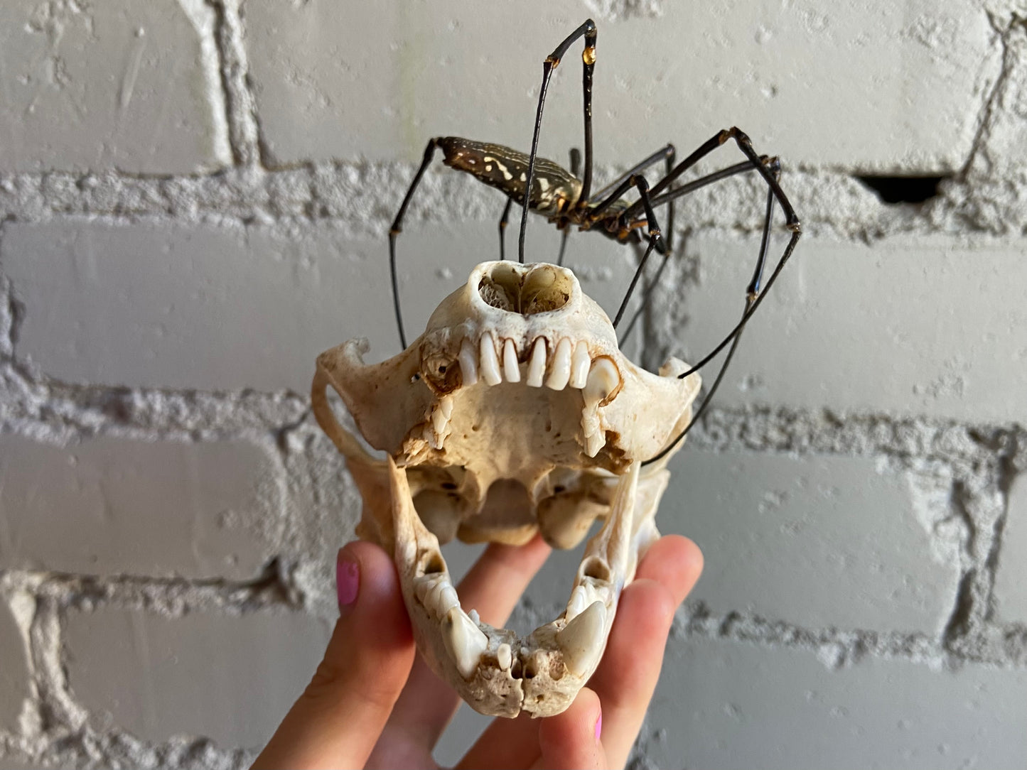 Raccoon Skull & Orb Weaver