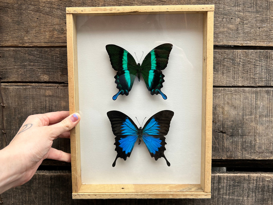 Framed Swallowtails