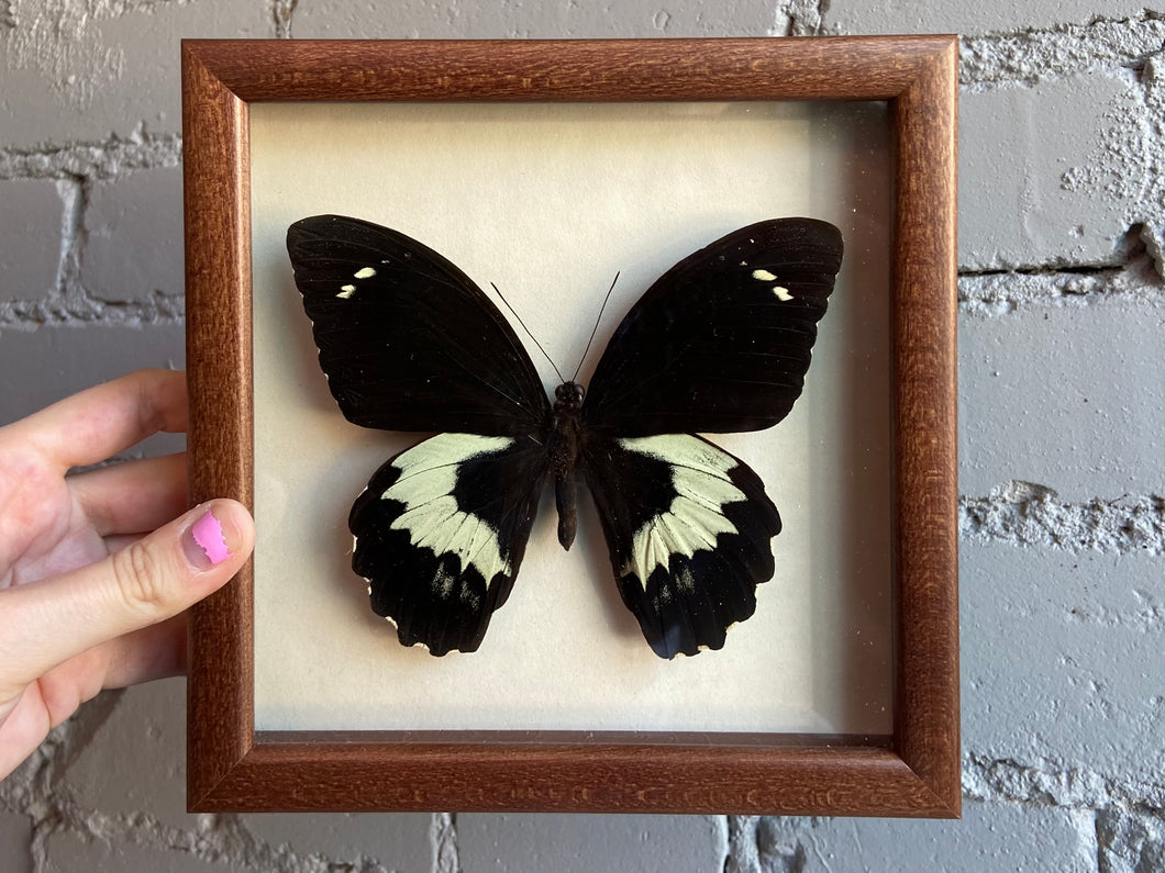 Framed Asian Swallowtail