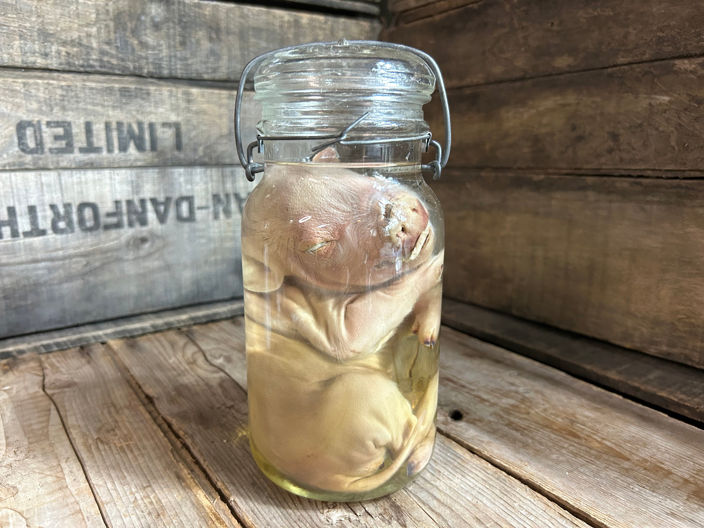 Piglet Wet Specimen