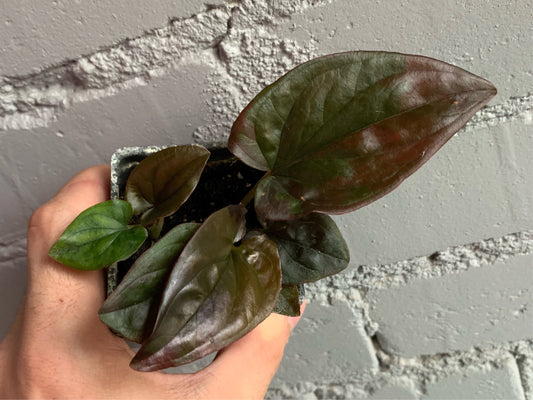 Syngonium erythrophyllum