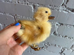 Taxidermy Duckling