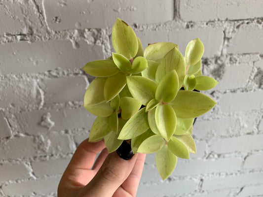 Peperomia 'Pixie Lime' 3.5"