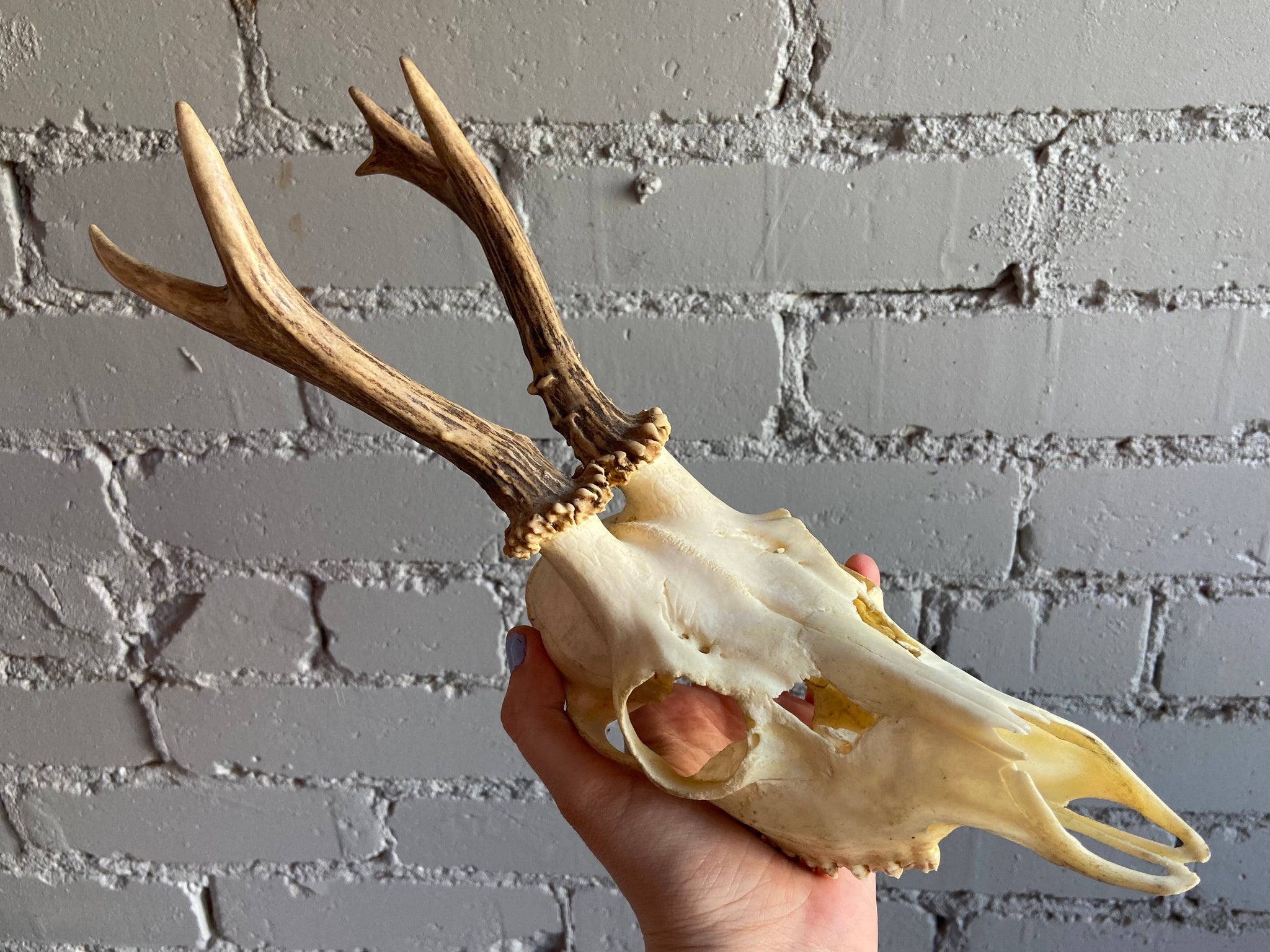 How Do I Make This Deer Skull I Found Clean And White?, 45% OFF