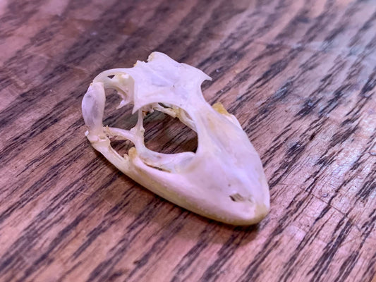 Gecko Skull (Small)