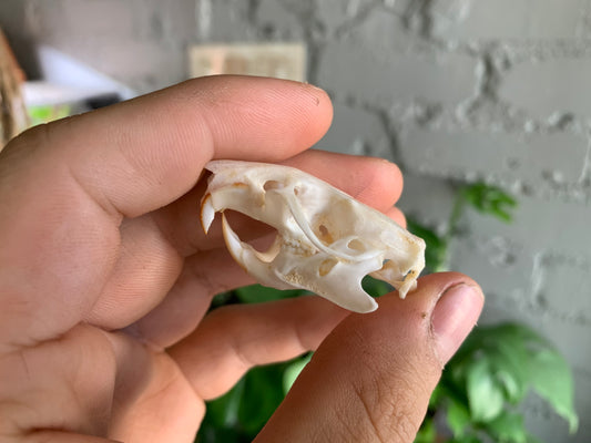Rat Skull
