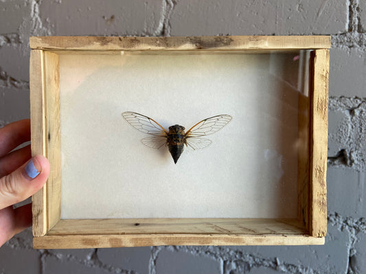 Framed Cicada