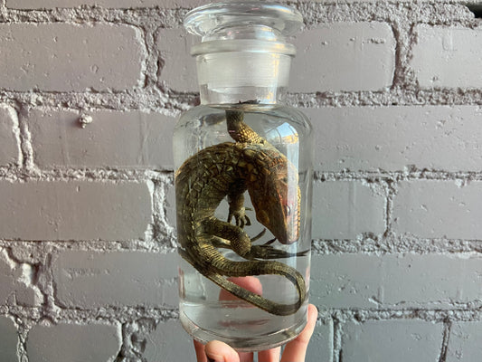 Caiman Lizard Wet Specimen