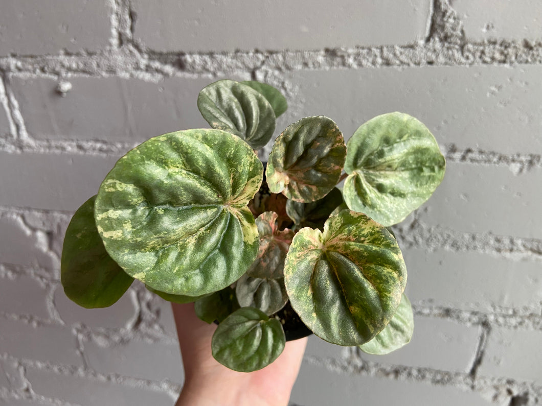Peperomia 'Pink Lady' 3.5”