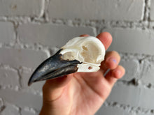 Eurasian Magpie Skull