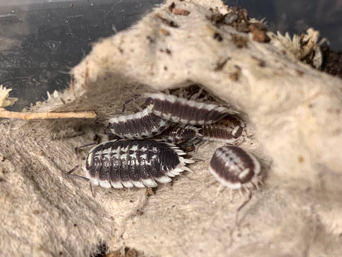 Porcellio flavomarginatus