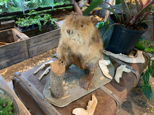 Beaver Taxidermy Mount