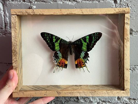 Framed Madagascan Sunset Moth